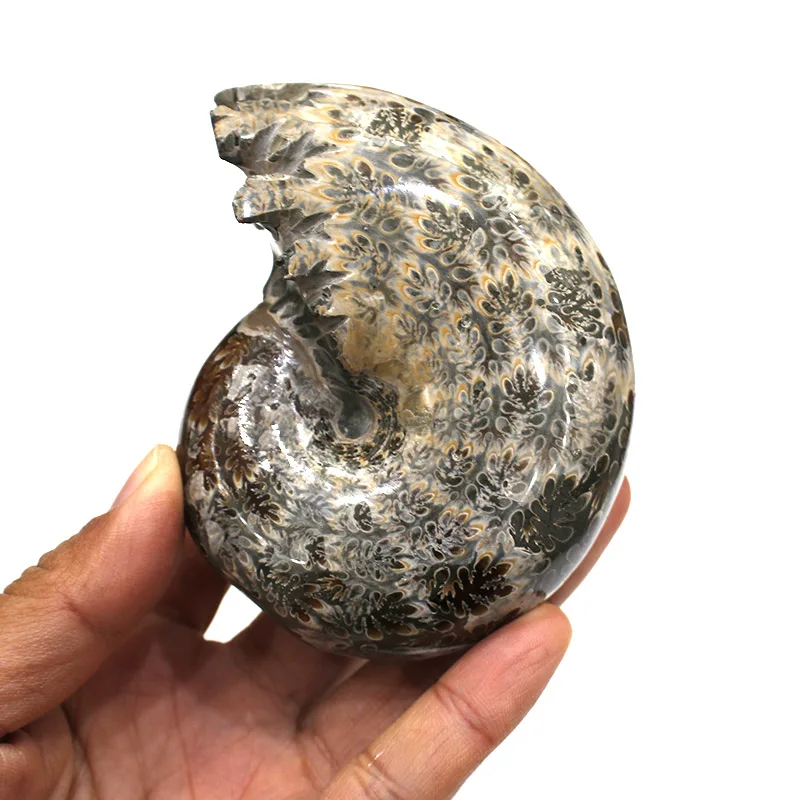 

1 Kg natural ammonite sea snail ornament conch fossil for decoration