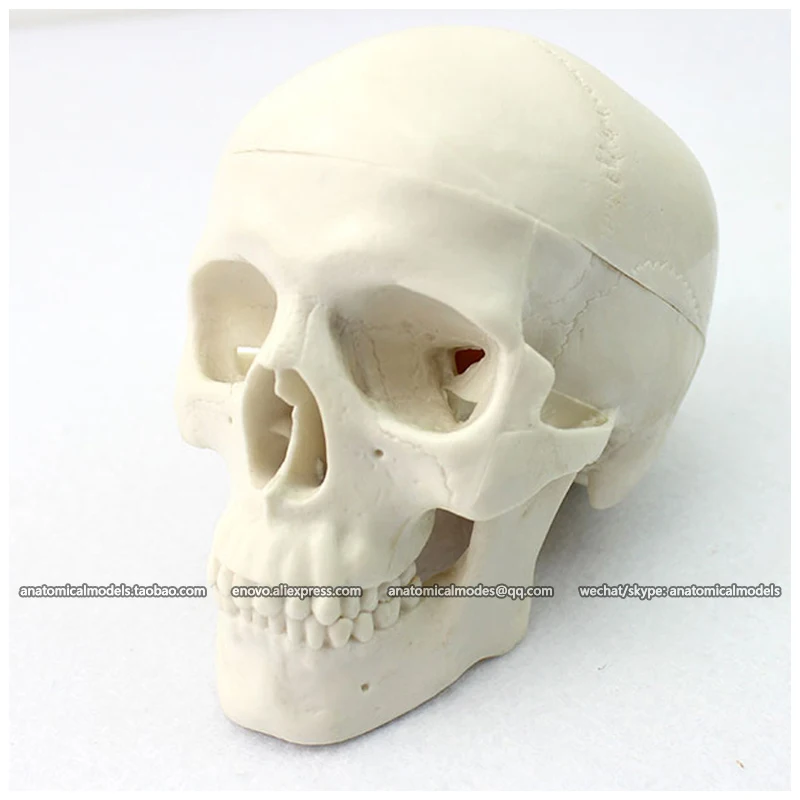 12334/ENOVOMODEL маленький череп Мини 3 части человеческий CMAM|anatomical skull|anatomical skull modelmini |