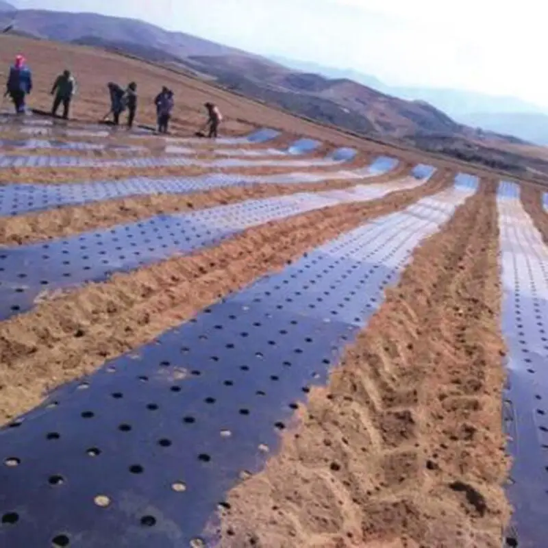 Оптовая продажа 600 м/рулон 5 отверстий черная перфорированная пластиковая