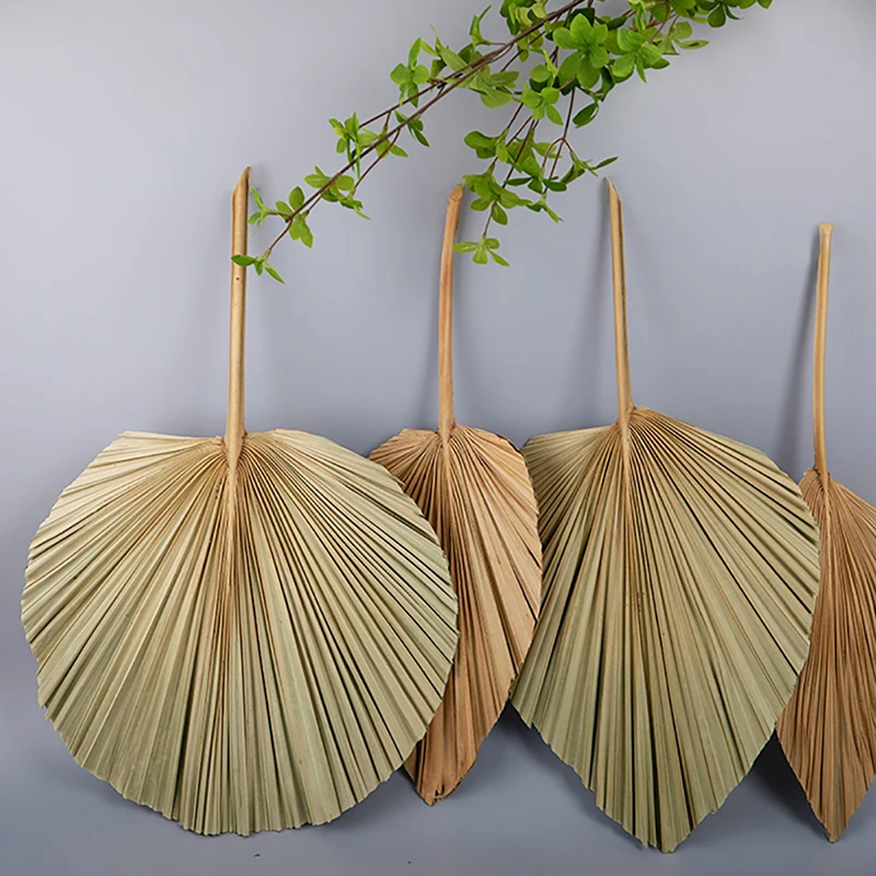

1PCS Dried Natural Plant Palm leaves,DIY Dry Flowers Palm Fan Leaf For Party Art Wall Hanging,Wedding Decoration