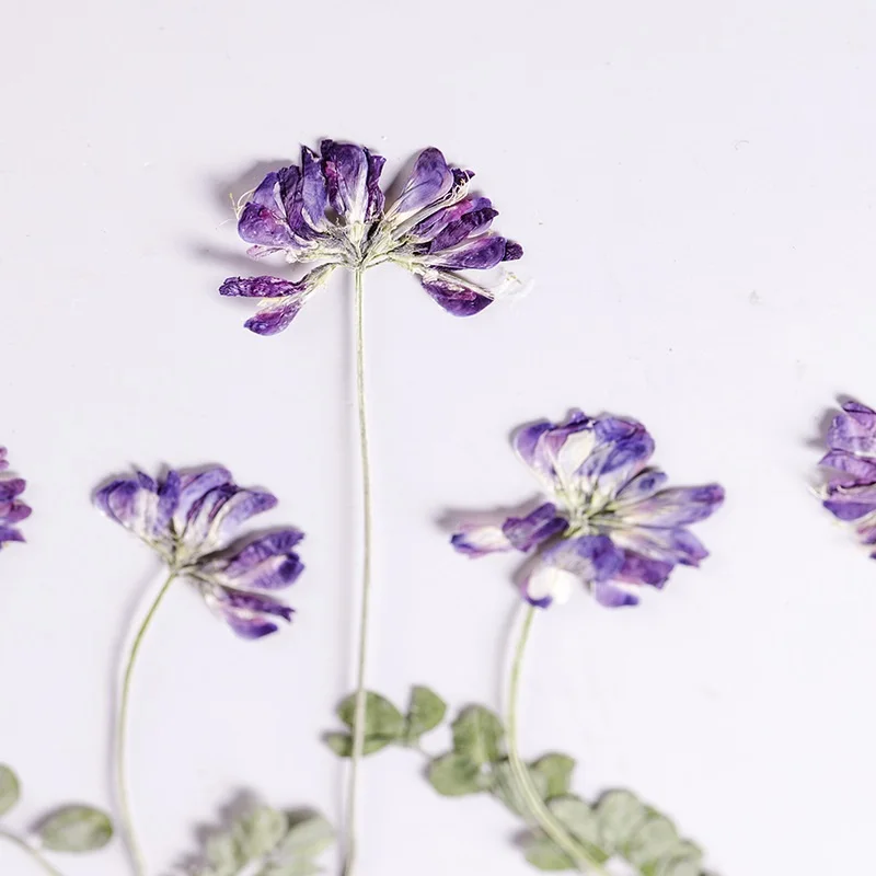 

60pcs Pressed Dried Flower Astragalus sinicus L With Stem For Nail Art Jewelry Bookmark Phone Case Invitation Card DIY