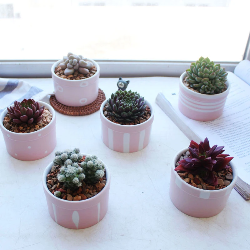 Керамический цветочный горшок с множеством мяса сердце молодой девушки розовый