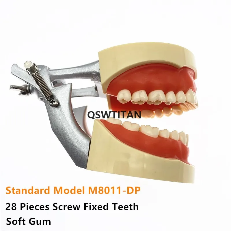 Зубы модели Съемные мягкие силиконовые прорезыватели зубов для обучающая