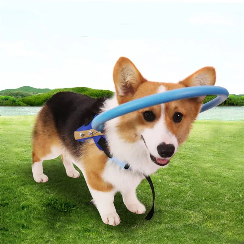 Слепой питомец анти-столкновения кольцо Скорпион катаракт животное круглый