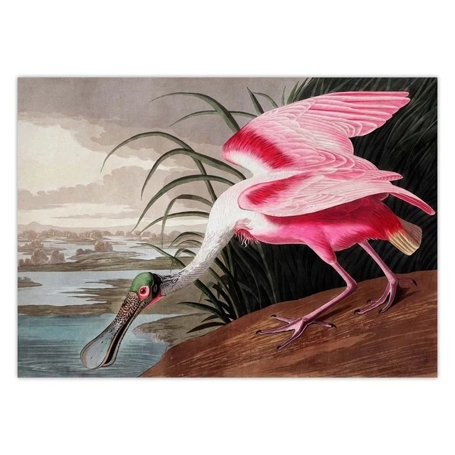 

Audubon Vintage Bird Wall Art Picture American Heron Swan Roseate Spoonbill Scarlet Blue Crane Decor Retro poster kraft paper
