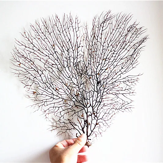 Раковина из натуральной Раковины Морская ива морское железное дерево Коралловая