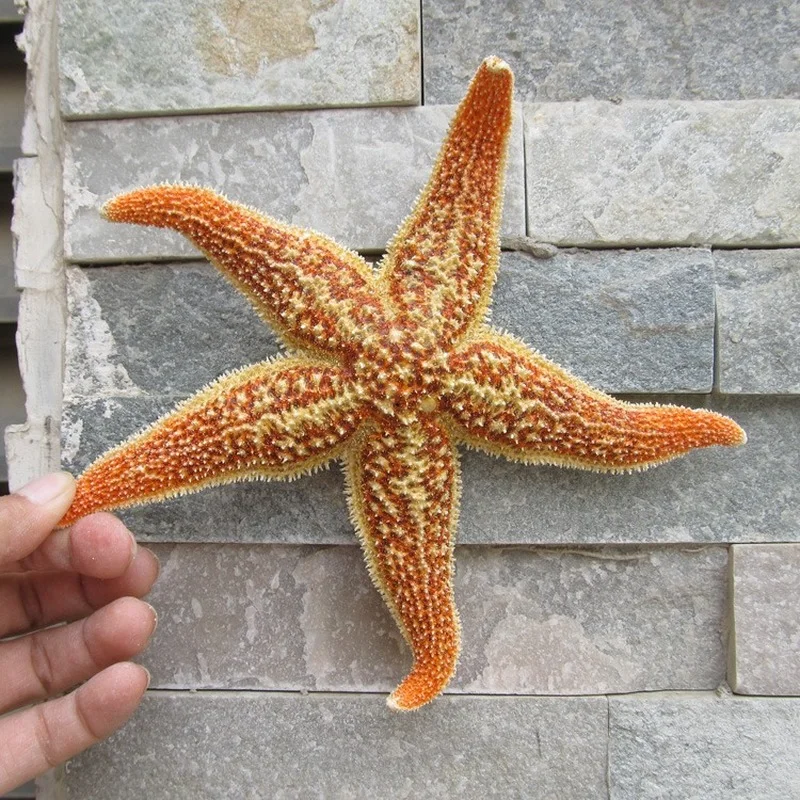 

Primary Spines Pentagonal Starfish Natural Shell Conch Mediterranean Home Decoration Wall Sticker Micro-landscape Gifts Props