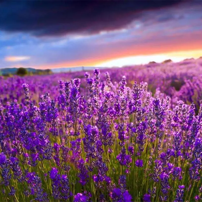 

12 Bags Natural Dried Lavender 2 OZ Aromatherapy Aromatic Air Refresh Wedding Confetti/Home Fragrance/Crafts /Moth Repellant