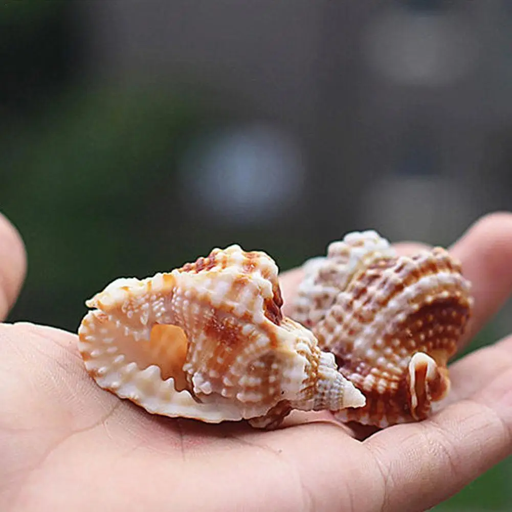 

Natural Conch Shell Flat Mandarin Wing Snail Specimen Fish Tank Landscaping Gift Decoration Imported Rare Collection Specimen