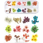 14 стилей 1 коробка настоящий прессованный цветок листья кристалл эпоксидный наполнитель сушеные маргаритки Цветок Смола Искусство Сделай Сам Изготовление ювелирных изделий наклейки для ногтей Dec