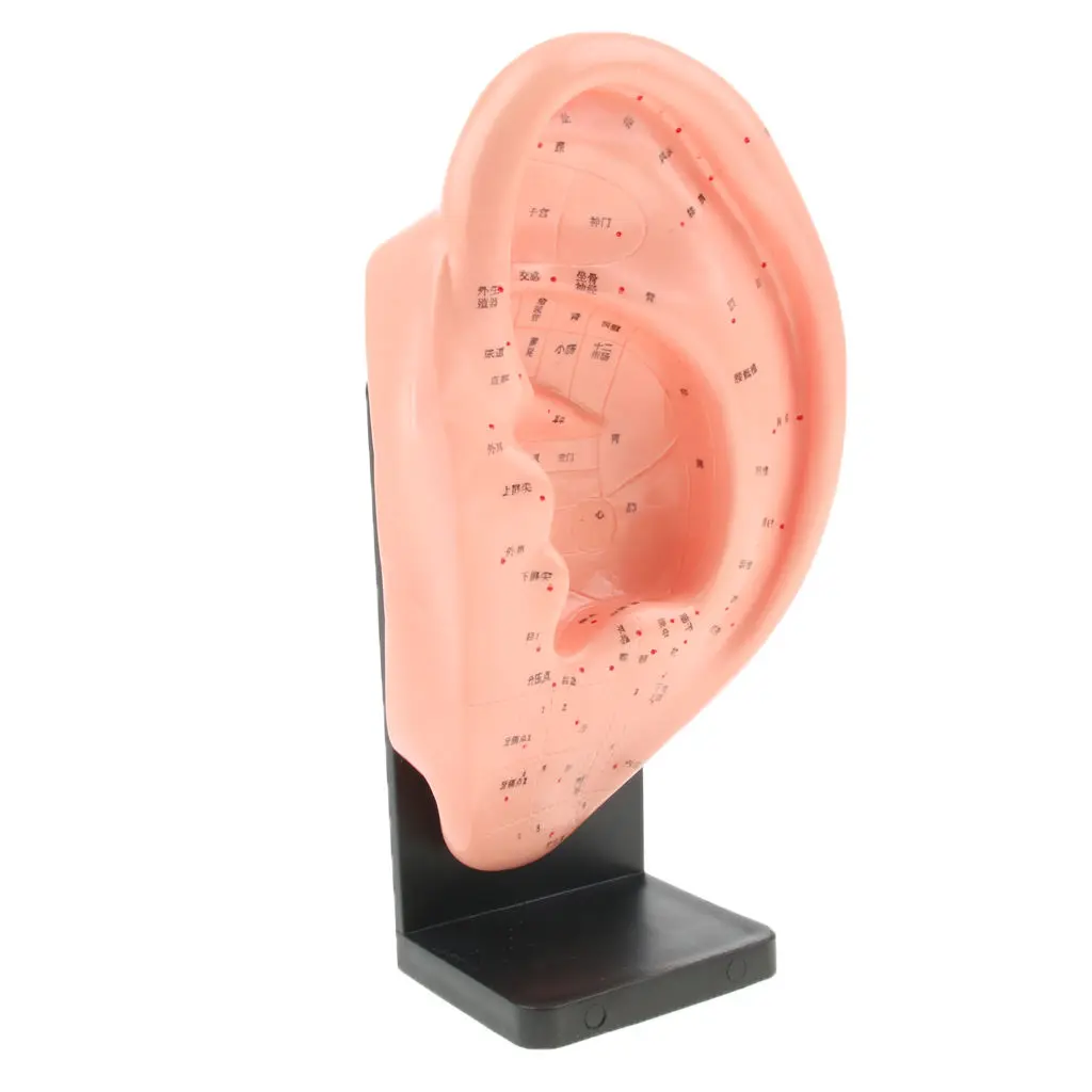 

Traditional Human Ear Acupuncture Meridian Model Point Identified in Chinese