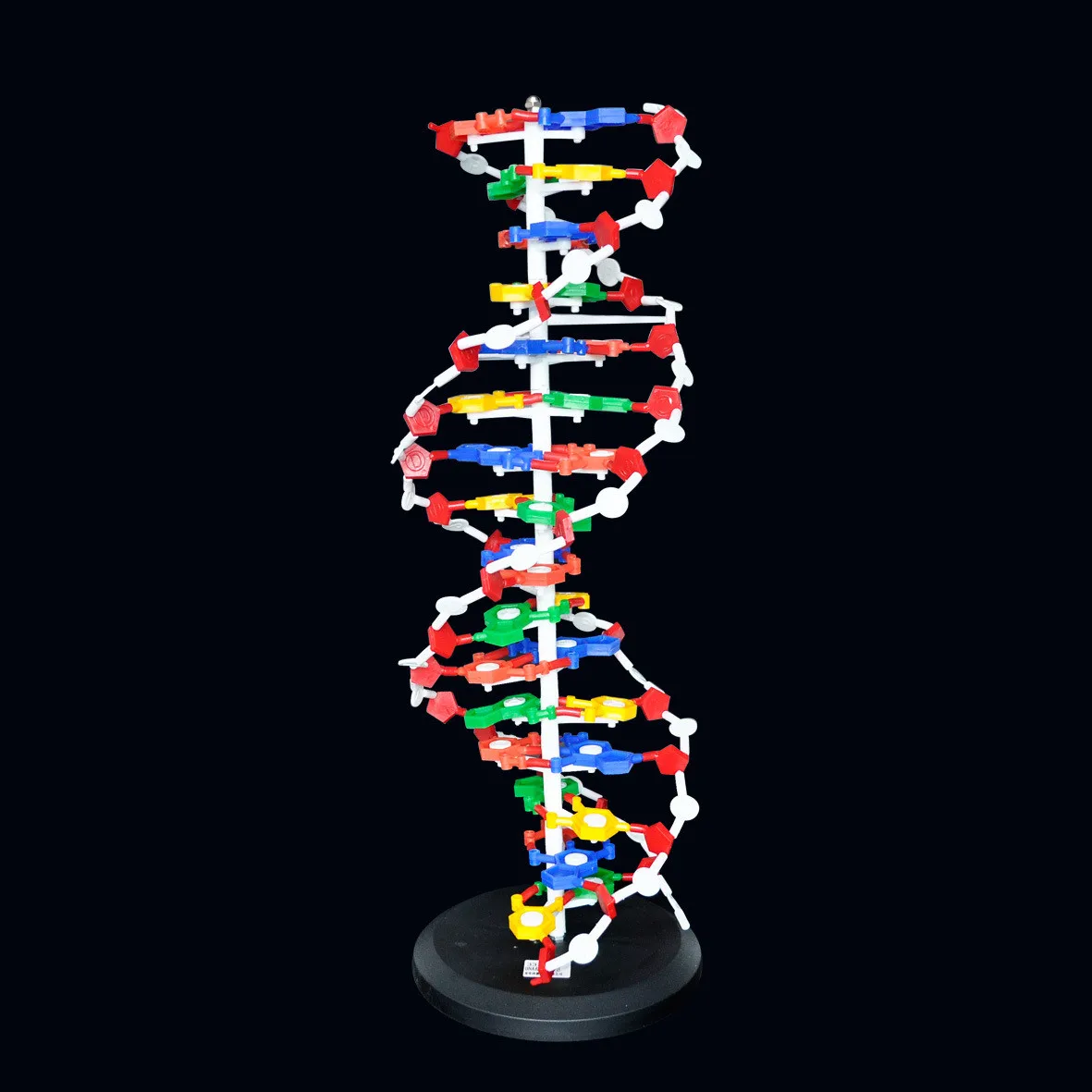 60cm DNA Structure DIY Model Base Pair Genetic Gene DNA Dna Double Helix Models Biology Teaching Educational Equipment Supplies