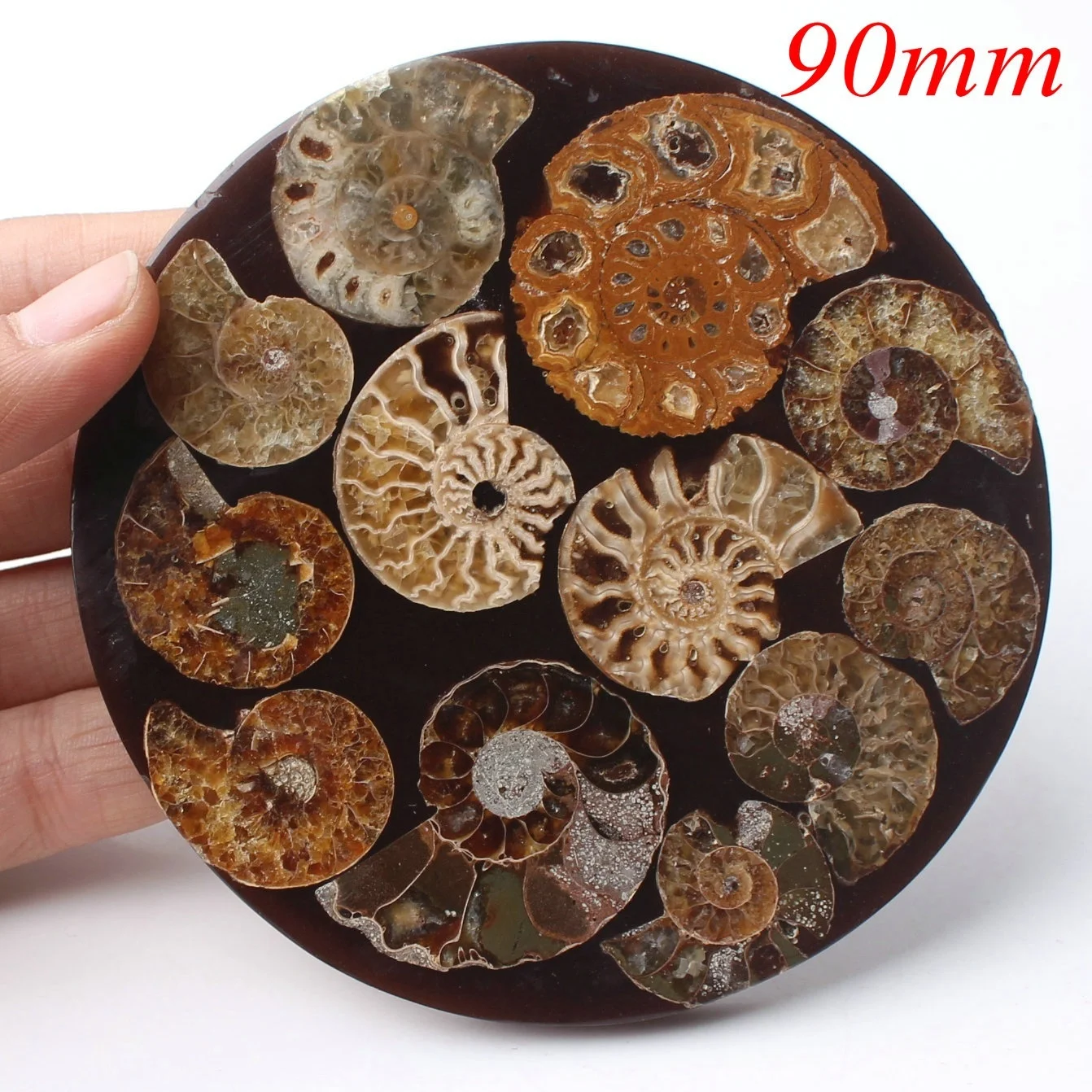 1 шт. аммонит Fossil Shell пластина Бесплатный диск коллекция домашний декор