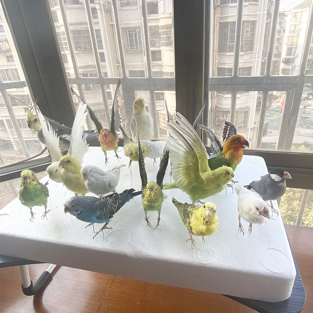 2 шт. таксидермия начинкой Евразийский Melopsittacus напалеон/волнистый Попугайчик