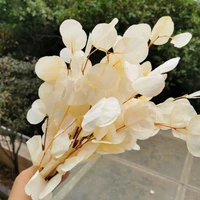 50g20 35cmnatural preserved eucalyptus leaves bouqueteternal display arrange flowers for wedding home decoration accessories