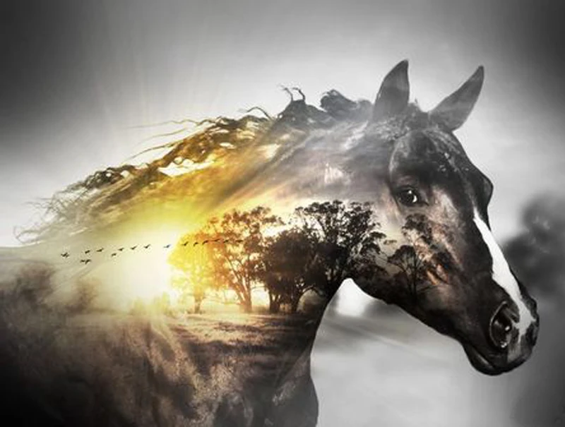 

Full square&round 5D DIY diamond embroidery Sunset forest horse 5d diamond painting Cross Stitch Rhinestone mosaic home