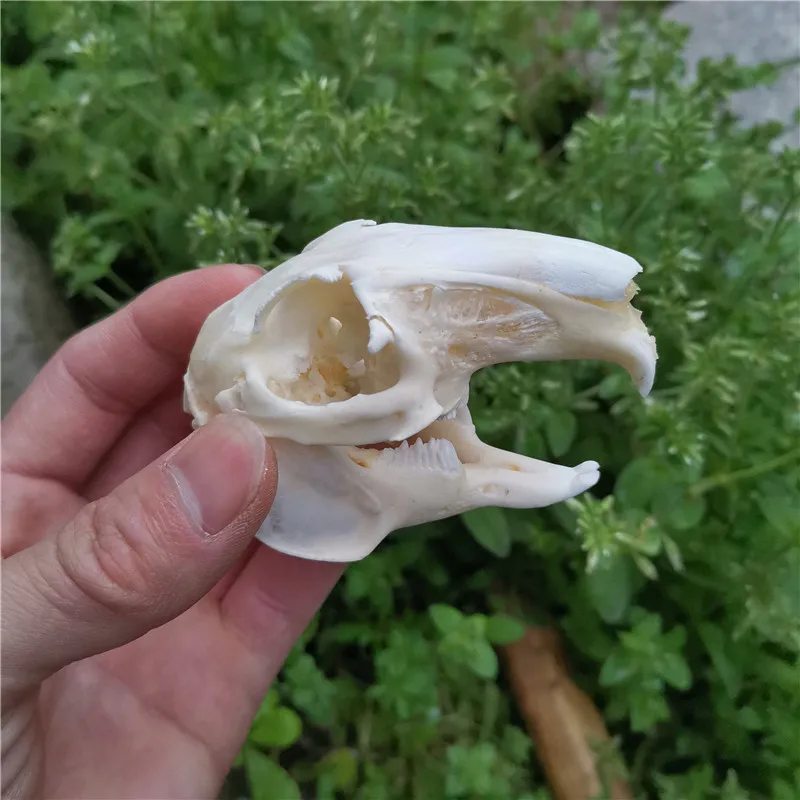 1 шт.-10 шт. черепом с натуральным кроличьим мехом Череп Коллекция образец поделки