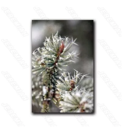 

Natural Landscape Flower Seed Poster Nordic Style Canvas Canvas Print Painting Modern Living Room Bedroom Wall Sticker