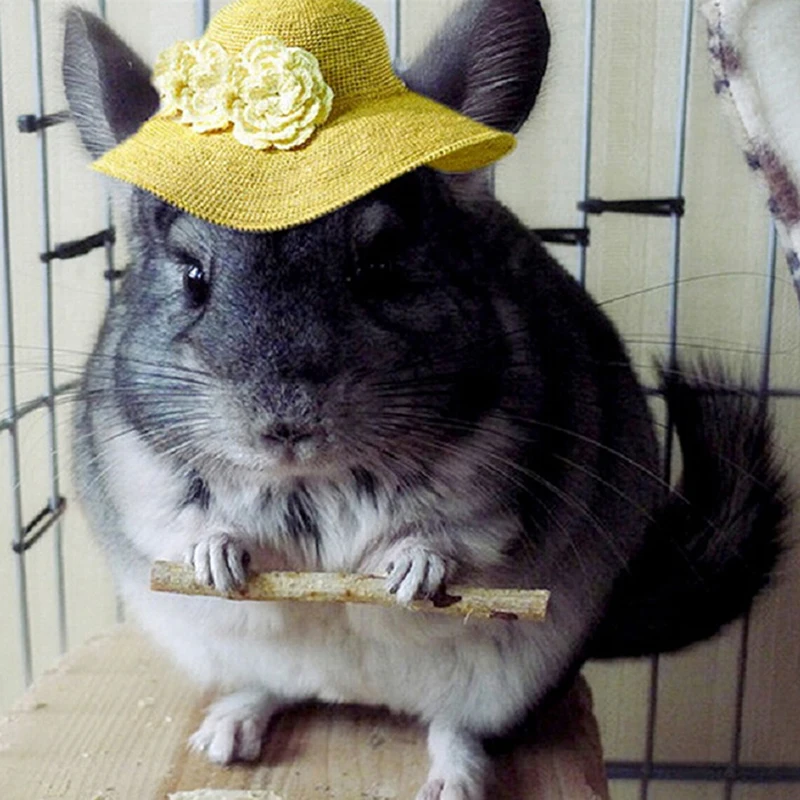 1 сумка 50г натуральной игрушки из веток яблони для домашних попугаев, кроликов, морских свинок, деревянных хомяков, птиц и попугаев.