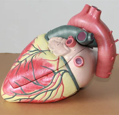 Medical model of the human heart Cardiology ultrasound B super heart anatomical model 27*25*22cm