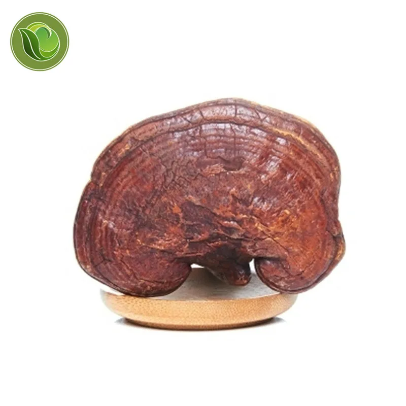 

Dried Wild Lingzhi Purple Ganoderma Lucidum Herbal Organic Reishi Mushroom