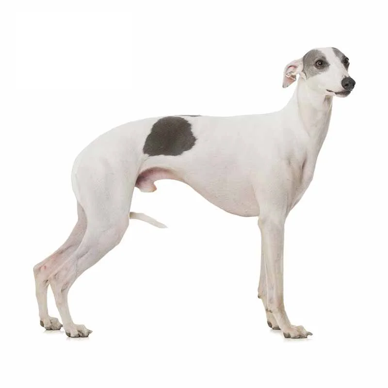 

13*13cm Whippet Tummy Warmer Dog Vest Motorcycle Car Stickers DIY Waterproof Anime Decals Vinyl Decoration KK
