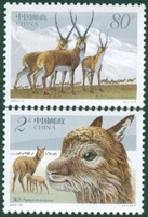 2pcsset new china post stamp 2003 12 tibetan antelope stamps mnh