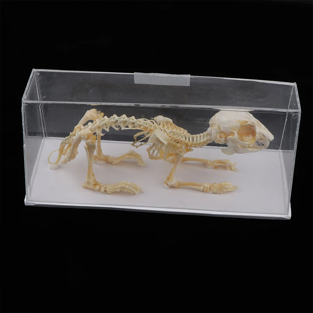 

Модель скелета кролика, анатомическая модель кости животного для обучения