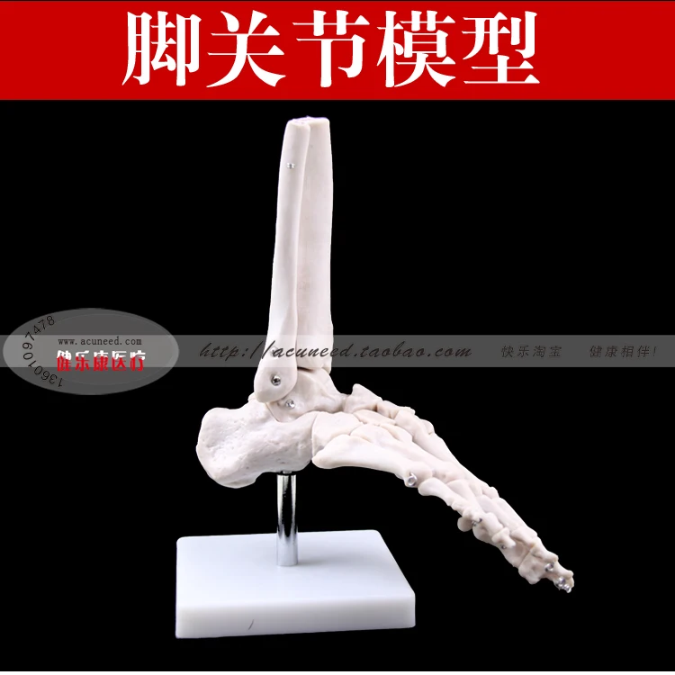 Модель человеческой стопы подошва для ног суставы голеностопа тибия и фибулы
