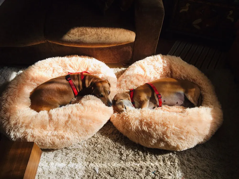 

Super Soft Pet Bed Winter Warm Sleeping Bed for dogs Kennel Dog Round Cat Long Plush Puppy Cushion Mat Portable Cat Supplies