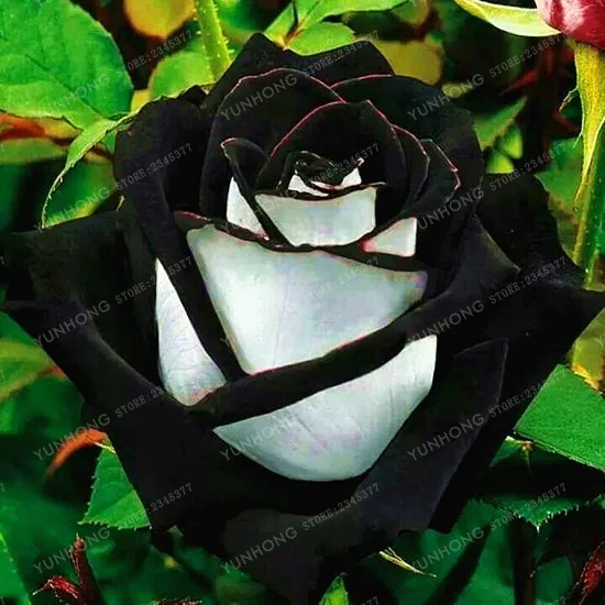 Цветок розы бонсай 100 | Дом и сад