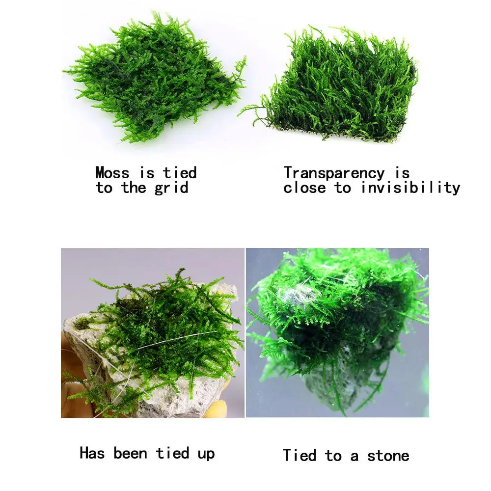 Аквариумные рыбки аквариумные пейзажи водные живые растения водная трава коряга