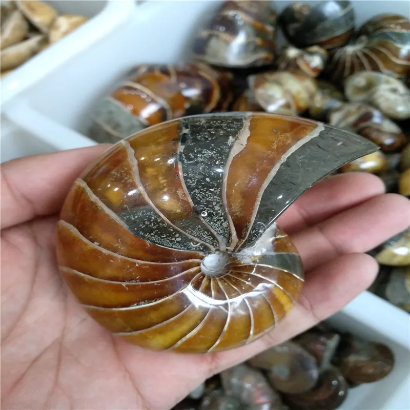 1 шт. натуральный цельный аммонит окаменелый кристалл с лечебным действием