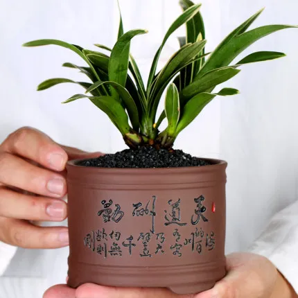 Новинка 2019 Лидер продаж раковина бонсай фиолетовый песок мясистый цветочный