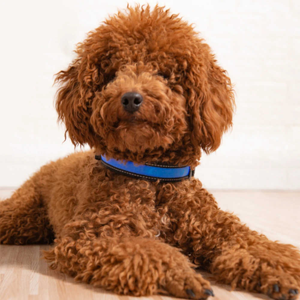 2019 Оригинальный светодиодный ошейник на солнечной батарее с зарядкой от Usb