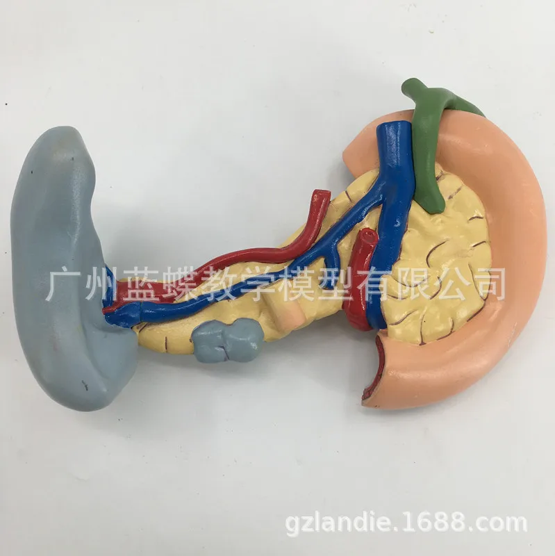 Человеческие медицинские анатомические повреждения поджелудочная селезенка и