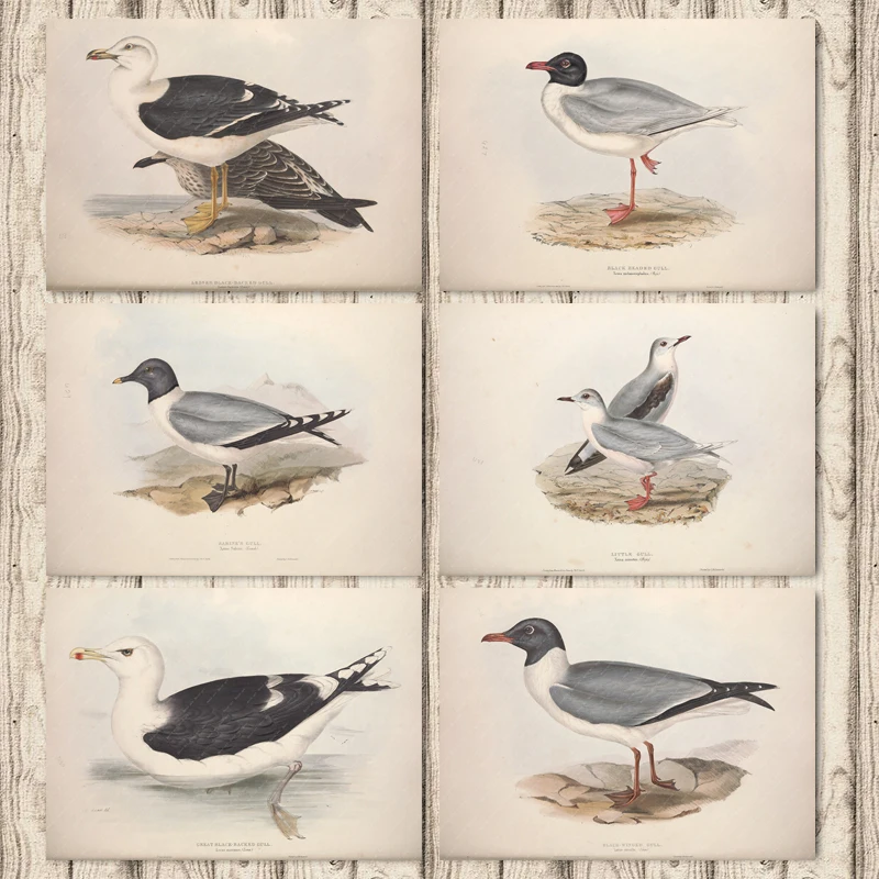 Черная Крылатая Чайка бэбин задняя европейские Птицы Холст Живопись винтажный