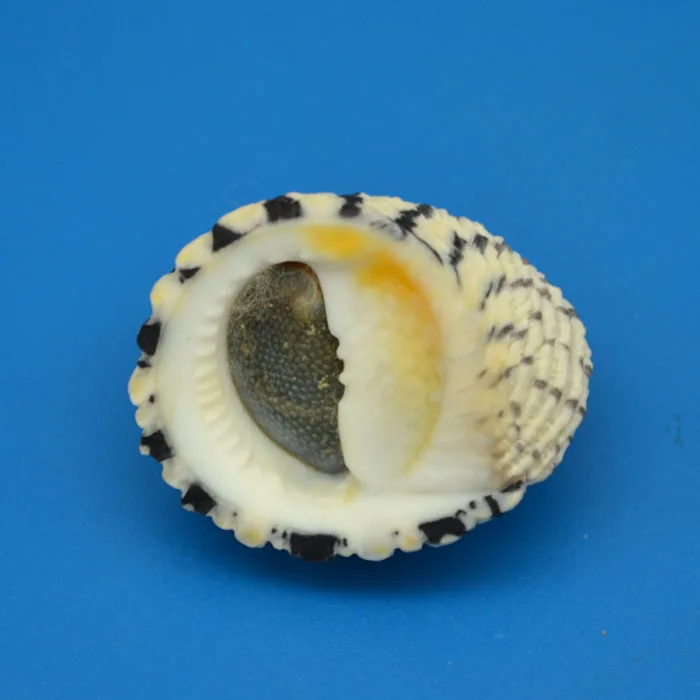 

3.2cm Brocade Snail Natural Rare Conch Collection Home Decoration