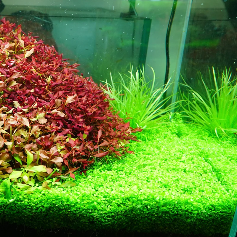 Chihiros WRGB II 2 LED Light lighting Upgrade RGB Full Specturn Bluetooth APP Control Aquatic Plants Lamp Fish Tank Aquarium | Дом и сад