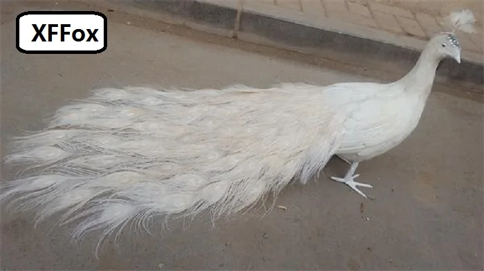 Modelo de pavo real encantador de la vida real, espuma y pluma torneada, p&aacute;jaro de pavo real blanco, regalo de alrededor de 80cm XD0071-0