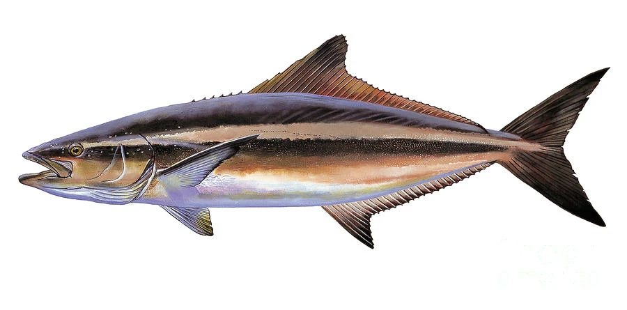 

Fashion Go Fishing Car Sticker Carp Fish Automobiles Motorcycle Accessories Personalized Waterproof Vinyl Decal KK 20cm*9cm