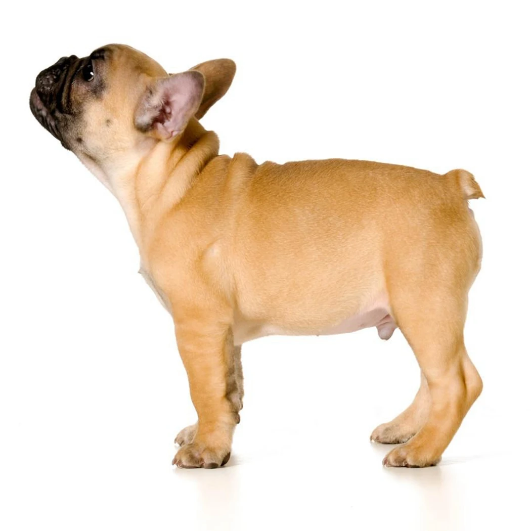 Legendog собака Pooper Scooper ложки с длинной ручкой щенок корма для Grabber Ловец коллектор