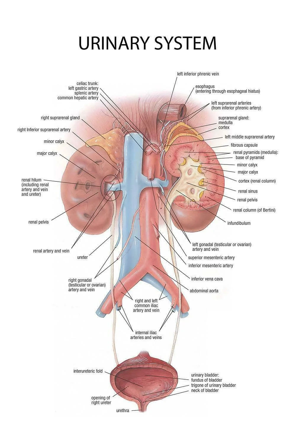 

Educational Anatomy Human Urinary System University Medical Art Film Print Silk Poster Home Wall Decor 24x36inch