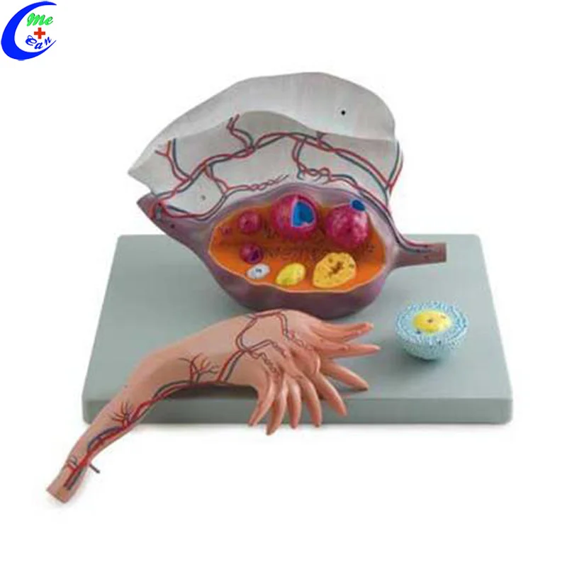 

Медицинская анатомическая тренировочная модель увеличенная модель яиц