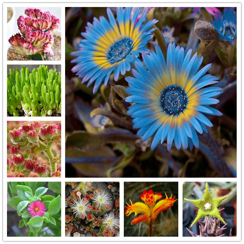 

100Pcs Rare Automatic Icing Succulent Seeds Incenses Nature Plants Fragrant Colorful Flower Aromatic Incense Y7K-0