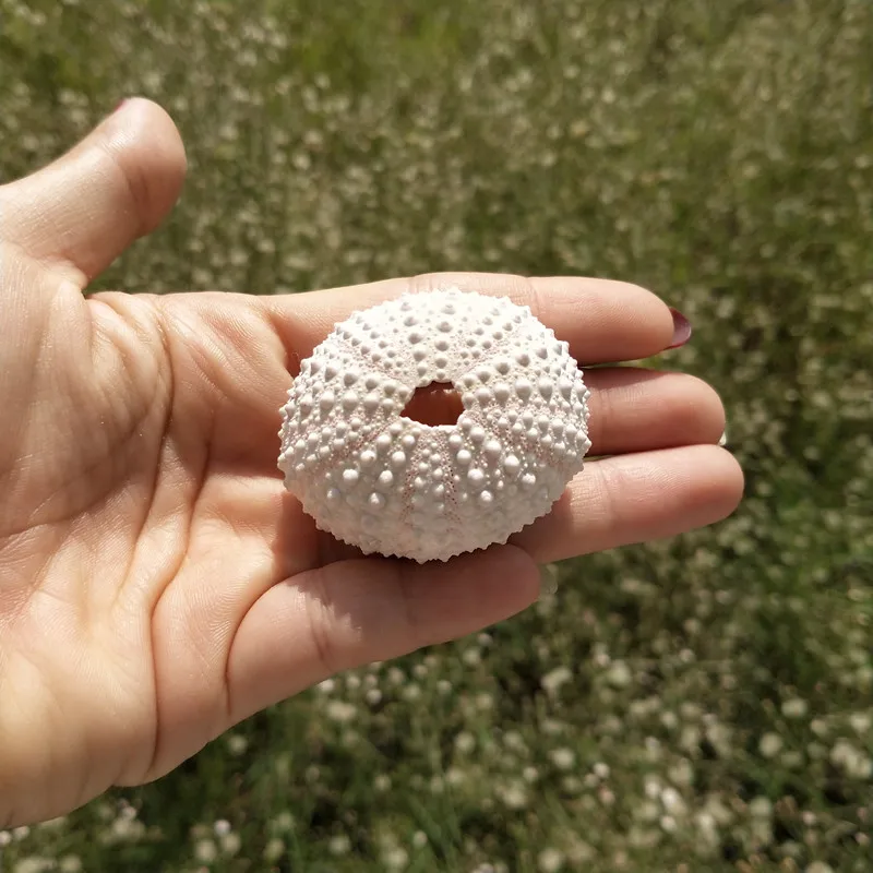 HappyKiss натуральный морской urchins розовый дизайн раковины urchin украшение для окна
