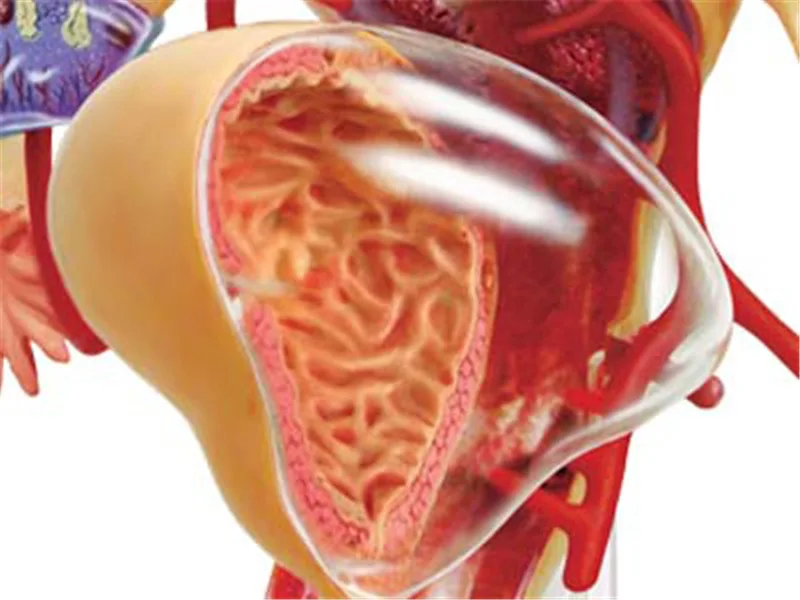 4D головоломки игрушки 1:1 женской репродуктивной системы орган анатомия