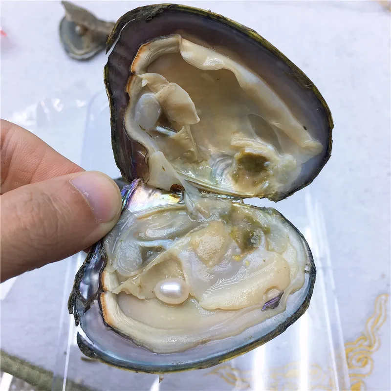 

Jewelry Shell 7-8mm Natural Freshwater Pearl Oysters Real Pearl Gift Individually Wrapped Vacuum Package