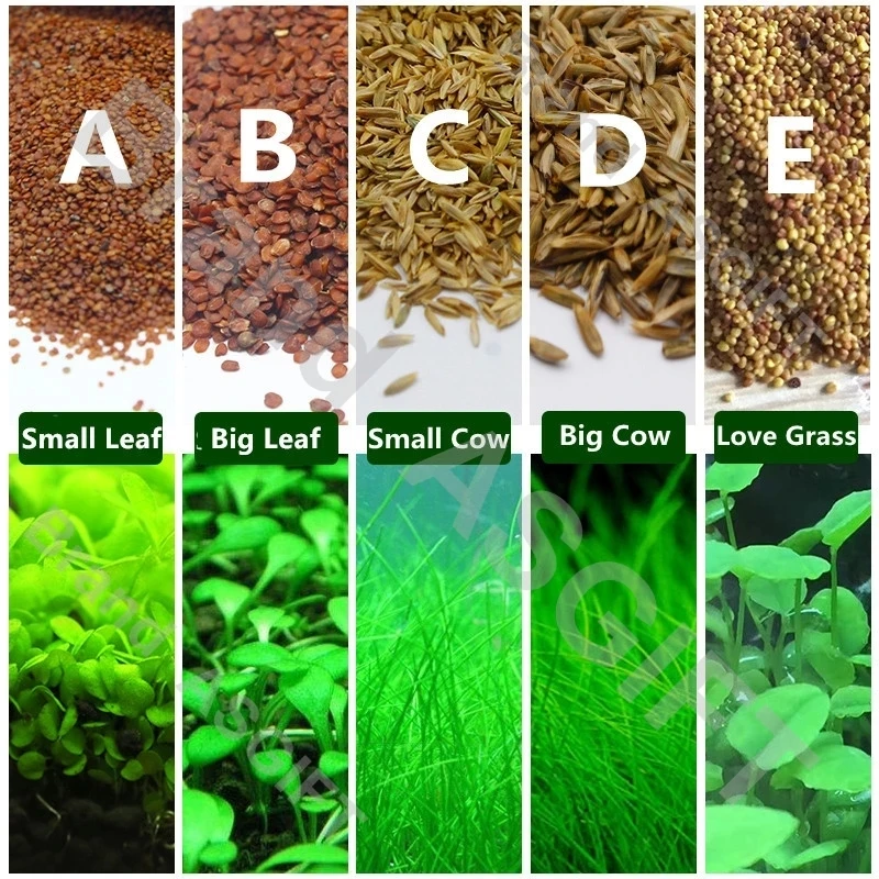 6 видов аквариумных растений водная трава гемиантус каллитрихоиды газон ковер