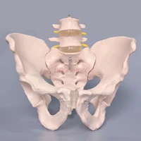 pelvic model pelvic belt two sections lumbar spine model skeletal structure anatomical pelvic medicine teaching aids medicine